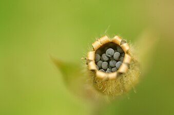 En mogen frukt har öppnat sig med 10 flikar, och visar de många gråsvarta fröna.