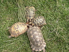 Testudo graeca ibera, Testudo hermanni boettgeri, Testudo hermanni hermanni, Testudo marginata sarda