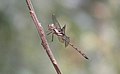 Cratilla lineata - from Aralam, Kannur