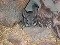 Chinchilla lanigera loomaaias, 2006