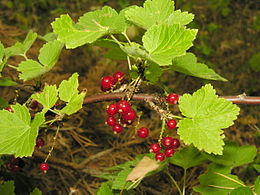 Ilgakekis serbentas (Ribes spicatum)