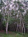 Piantagione di alberi della gomma a Phuket, Thailandia