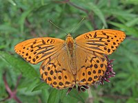 Kejserkåbe Argynnis paphia