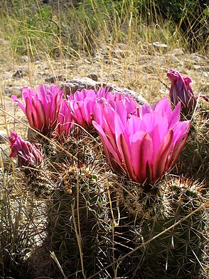 Echinocereus fendleri