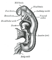 Embryo tussen de 18 en 21 dagen oud.