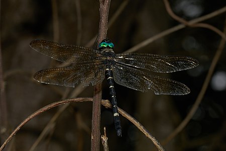 Macromia cf. ellisoni (ആൺതുമ്പി)