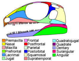 Petrolacosaurus