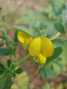 Crotalaria pumila