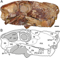 Skull and scleral ring of the gorgonopsian therapsid Viatkogorgon.