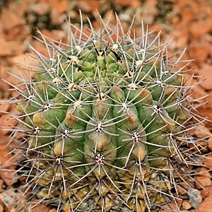 Gymnocalycium gibbosum