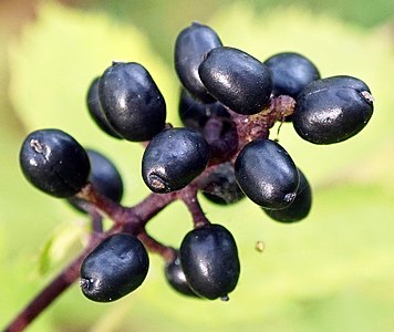 Actaea spicata, Finland