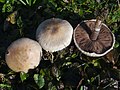 Agaricus comtulus