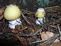 !!!Amanita-phalloides!!!