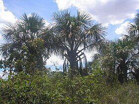 Mauritia flexuosa em Veredas, em João Pinheiro, em Minas Gerais, no Brasil