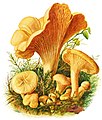 Almindelig kantarel (Cantharellus cibarius)