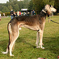 Grizzle saluki