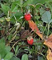 Fragaria vesca