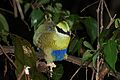 Bar-bellied pitta