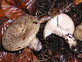 !Lactarius blennius!