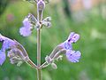 (Nepeta grandifolra)