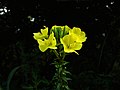 Oenothera odorata