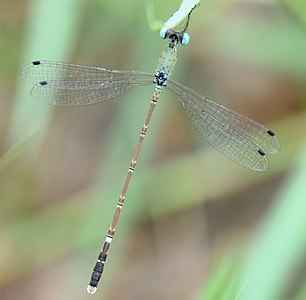 Platylestes platystylus (ആൺതുമ്പി)