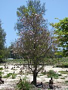 Jeune arbre à Midway