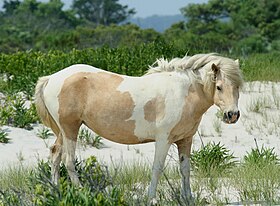 Chincoteague de robe pie sur l'île d'Assateague