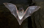 Mopsfledermaus