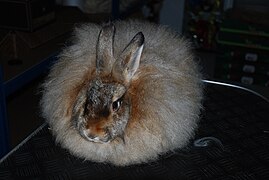 Race angora satin avec sa fourrure