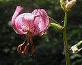 Lilium martagon (cvijet i potporna brakteja)