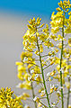 जंगली तुकं (Brassica campestris)