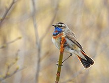 Blåhake Bluethroat (20162398078).jpg