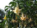 Brugmansia aurea Stock