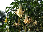 Brugmansia aurea Stock