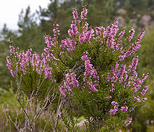 Kanarbik Calluna vulgaris