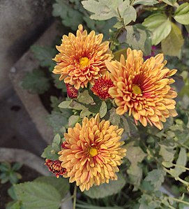 Yellow Chrysanthemum.