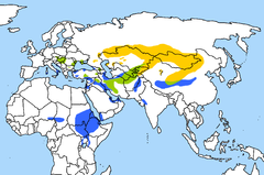 Phạm vi phân bố cắt Saker. Vàng =sinh sản Xanh da trời = trú đông Xanh lá cây =quanh năm