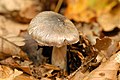 Inocybe splendens