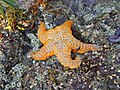 Una Pisaster ochraceus a Bamfield, Canada.