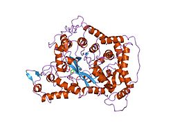 AMP-Desaminase