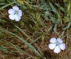 Pale flax