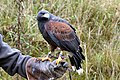 Een woestijnbuizerd, Parabuteo unicinctus