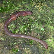 Ver de terre Lumbricus terrestris, un oligochète