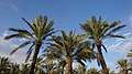 Date Palms in Behbahan, Iran