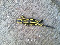 Salamandra - Hort de Pardines - Vall del Segadell