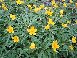 כלנית מהמין Anemone ranunculoides