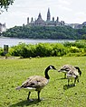 Kanadske guske ispred rijeke Ottawe i Parliament Hilla, Ontario, Kanada