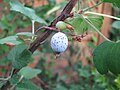 Glauque des fruits du Ribes sanguineum p. 210.