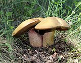 Suillellus luridus